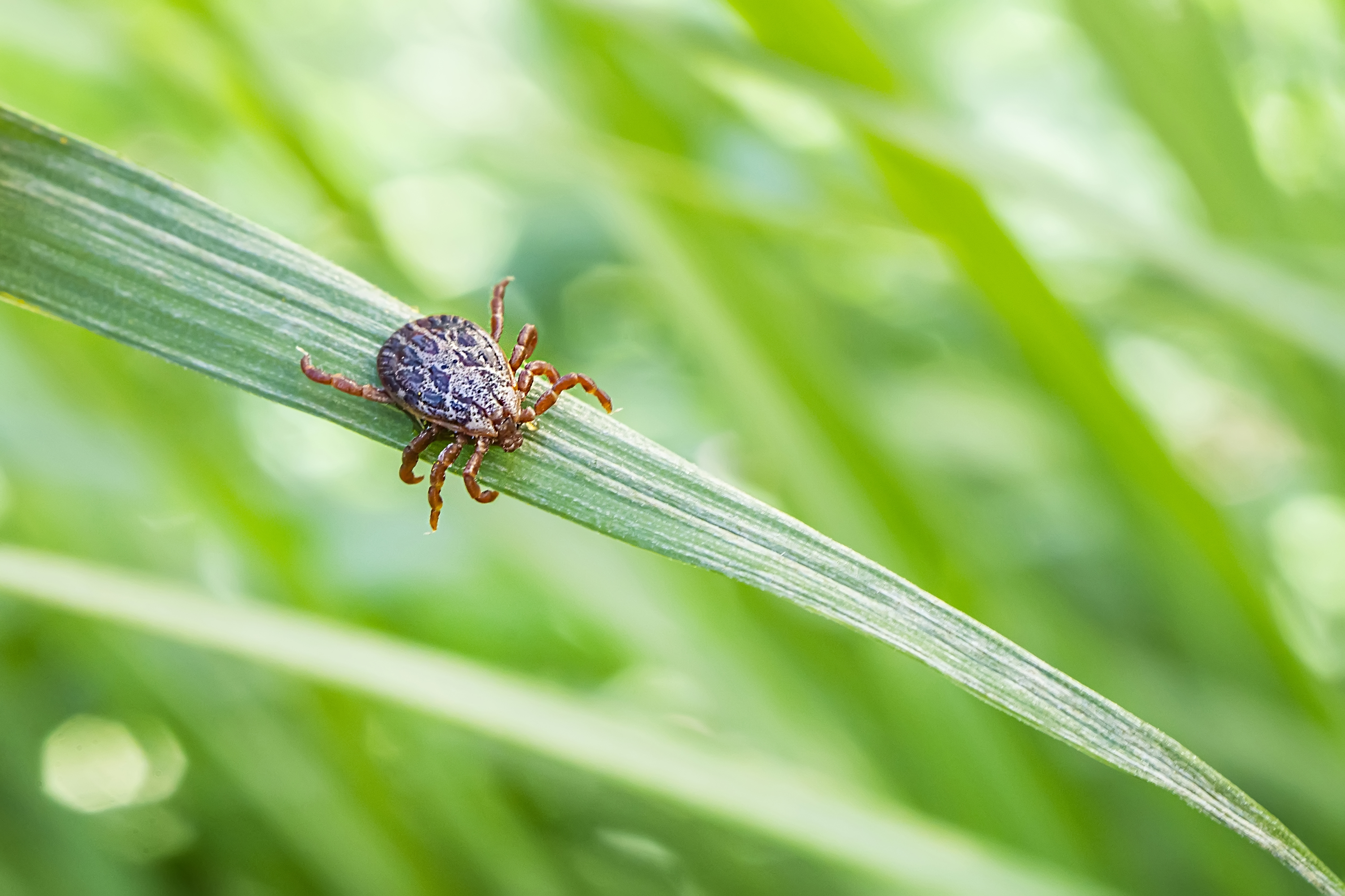 Клещи, их появление и особенности